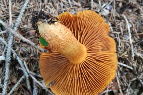 cortinarius-limonius-006-copiaDD05B374-68E9-EB8F-C991-47976E0435C5.jpg