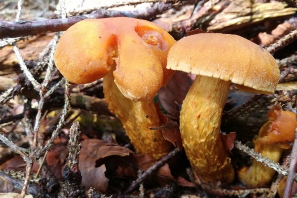 cortinarius-limonius-012-copia92710CBB-4424-6479-28D6-B01D2D8D83B7.jpg