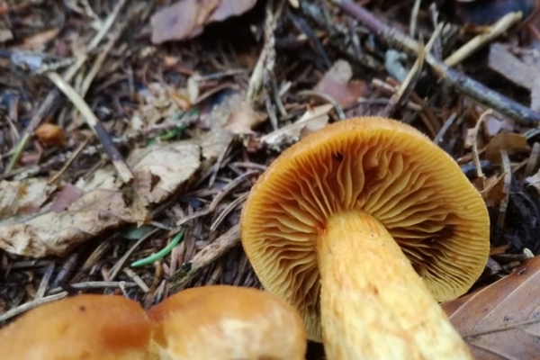 cortinarius-limonius-015-copia486387B5-5FA6-6654-7875-9C3613058C0E.jpg