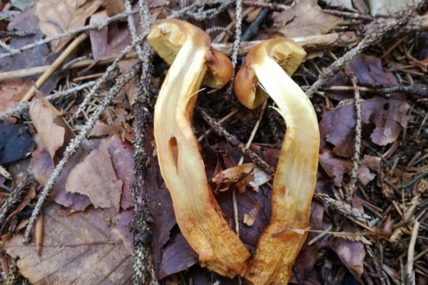 cortinarius-limonius-016-copiaE5459E36-3843-4E21-3590-63F61C838E69.jpg