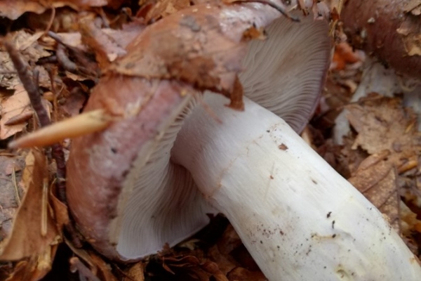 cortinarius-praestans-003-copia3B53E52B-6542-D1A8-0D20-FC07C351FEB0.jpg