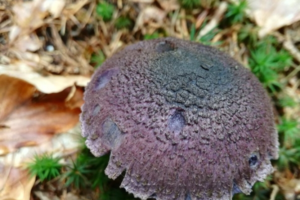 cortinarius-violaceus-001-copia7701E91D-B274-C833-2938-9B95EA77DE29.jpg