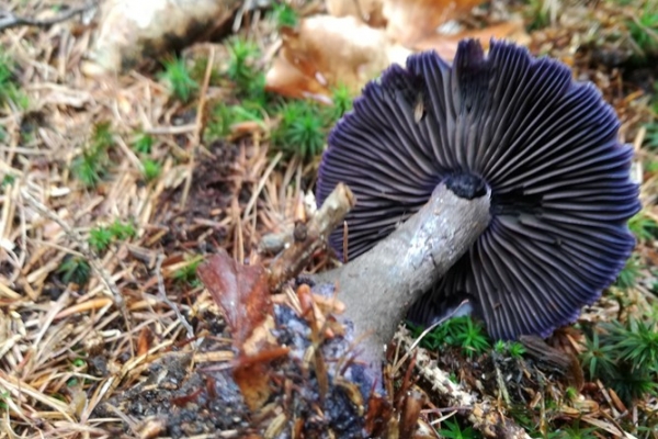 cortinarius-violaceus-003-copia75BD88BC-BF44-BF0F-27D5-A2CE3413A8C2.jpg