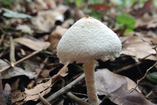 lepiota-clypeolaria-001-copiaC9A1F3FB-152B-2BC3-714A-19A118D5A07F.jpg