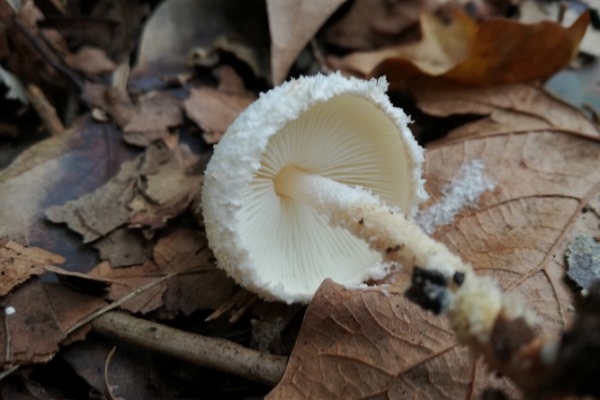 lepiota-clypeolaria-003-copiaCFA76665-8993-A53F-E66B-1C299C4A07A3.jpg