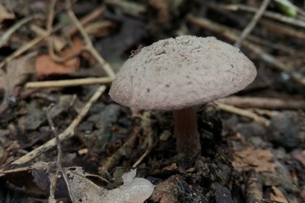 lepiota-fuscovinacea-002-copia2339F40B-37BA-A31C-6F3E-8FD08F0A32BF.jpg