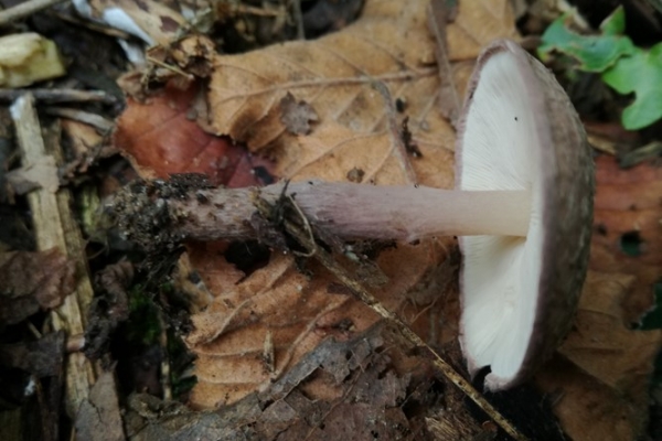 lepiota-fuscovinacea-003-copiaC74F8DE4-BA5F-D538-1F5E-3072625E4BCC.jpg