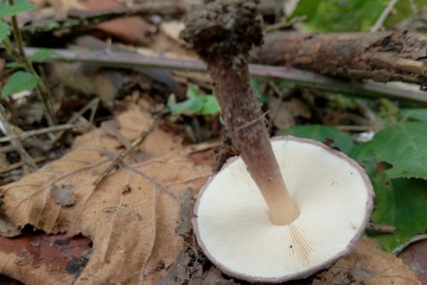 lepiota-fuscovinacea-004-copiaB1566E3E-50DA-A7AE-2D9A-F573C1109631.jpg