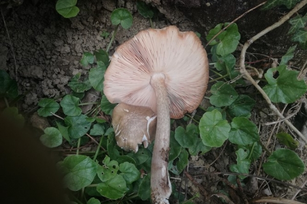 pluteus-cervinus-3-copia35191CB9-3E5E-43E2-538C-101A5C011B01.jpg