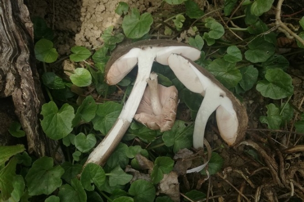 pluteus-cervinus-copia4FD6F73B-A2E7-4C8B-1AC6-7093E8B26D58.jpg