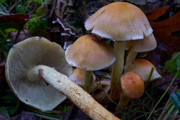 funghi-1-copia-copia2B51BFAB-643F-65B0-68A4-D2816086F0E5.jpg