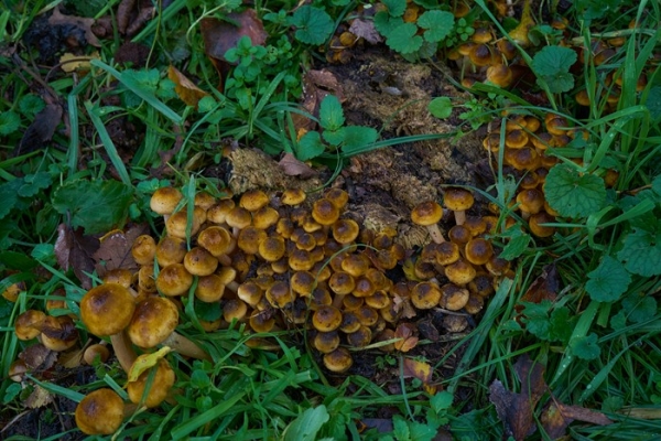 funghi-1-copiaEFAC76DB-4C48-C72D-235C-1678E41CC6A7.jpg