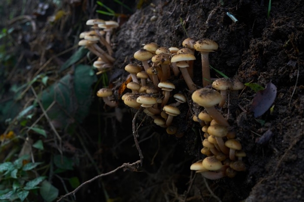 funghi-10-copia4D5E2FC5-1C93-4AF1-EA91-AE66F8D34F64.jpg