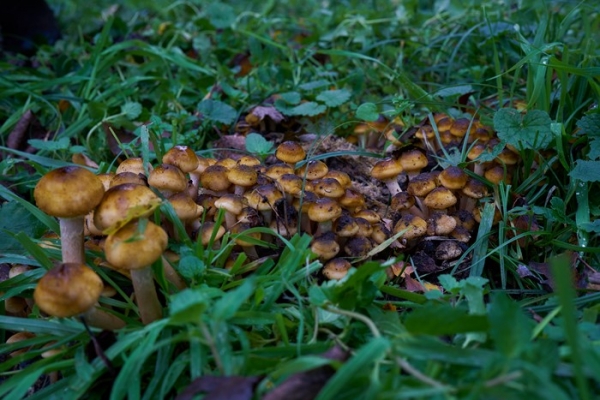 funghi-2-copia6EBF7585-F37E-6F60-C8C3-186593E32D4F.jpg