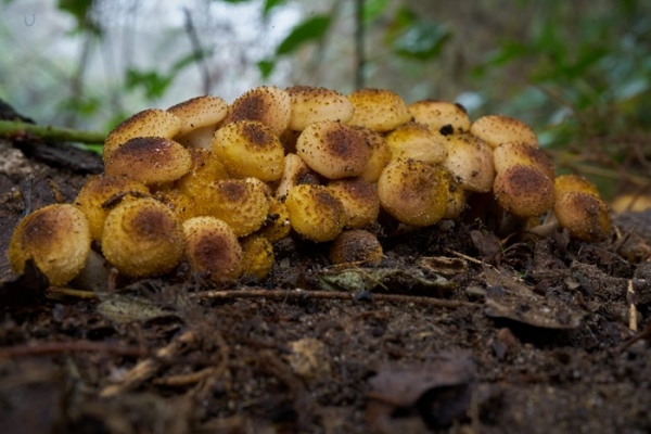 funghi-3-copia9C4B2403-886A-9E2E-BECC-8180C63D5EA1.jpg