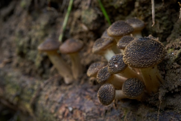 funghi-4-copia001946E6-76BD-8583-E5F7-7DCFA27E10A1.jpg