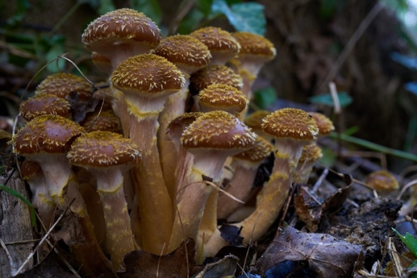 funghi-6-copia8943C1AF-5554-EBE3-4FB5-D120E3D5BE4E.jpg