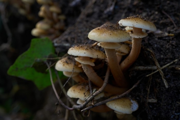 funghi-9-copia1A7C4217-53F4-EDC3-DCE7-1D1B2EEA2CF2.jpg