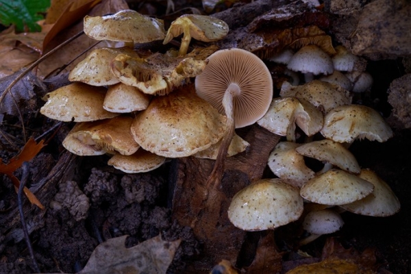 funghi-copia-copiaADA78851-DA92-E50A-9220-7078C6519E3E.jpg