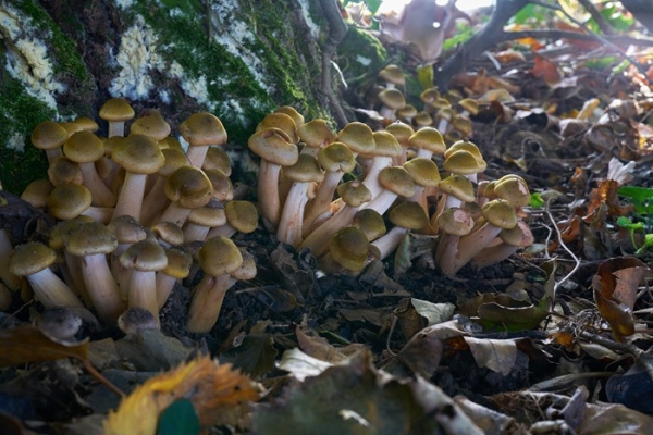 funghi-copiaDEFB1ADE-F722-2B74-C3C7-168D1EE5021B.jpg