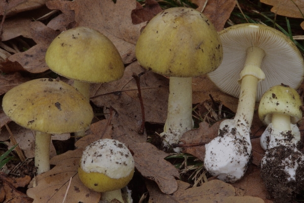 amanita-phalloides0000A809A616-BA66-D3E8-5315-DF4B1371BD46.jpg