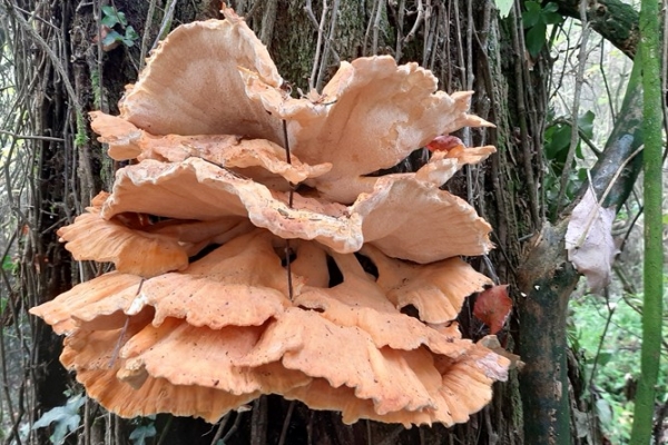 laetiporus-sulphureus-2-copiaA846A22D-D947-98EA-436F-5B019BD61463.jpg