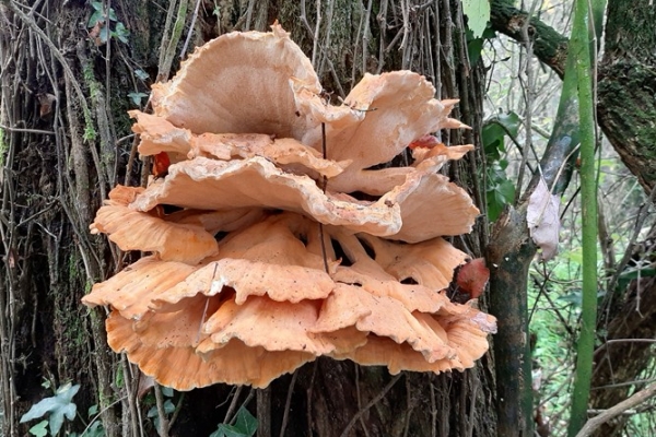 laetiporus-sulphureus-3-copia799AC3F3-7442-D805-2F62-E28AD58324E6.jpg