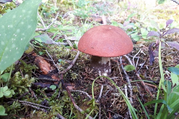 leccinum-copia70E231BA-7075-6C12-9F78-1D11D0E6D5E1.jpg