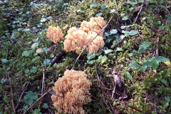 ramaria-copia9AC855B1-B1F9-4725-E920-AB7E251893ED.jpg