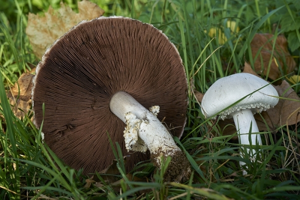 agaricus-arvensis-copia51AE2C54-ECF1-F8A6-CB63-7A006A7C0EC0.jpg