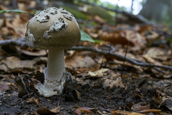 amanita-ceciliae-copiaCC0485E6-ED84-90AD-962C-F92DB00523BA.jpg