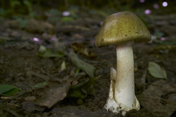 amanita-phalloides-2-copia5E8E30A9-E930-C724-FD66-49C51D89B93A.jpg