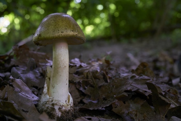 amanita-phalloides-copia2DB1AD7C-7DF2-42C9-FCDF-B51090F58CDE.jpg