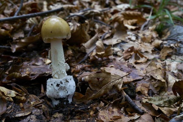 amanita-sp-1-copia4087E392-B9FA-8635-9104-35EA8D2737CD.jpg