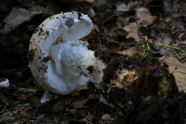 amanita-strobiliformis-copiaE1304663-220A-C55F-90F9-A71FBA7EDD0A.jpg