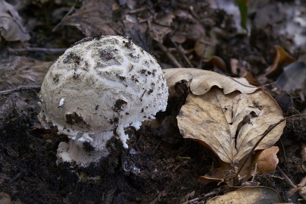 amanita-strobiliformis2-copia6109B8C8-98E1-C80B-A3BB-CAF8F8B15C91.jpg