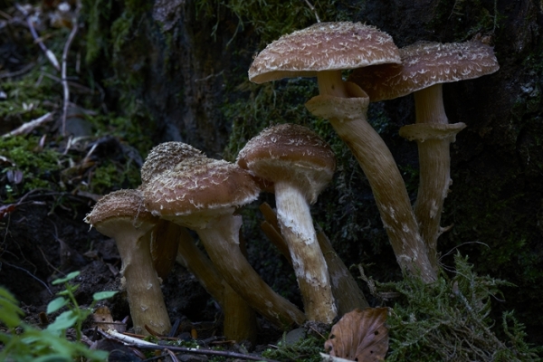 armillaria2-copia1E50CA05-89A7-2457-F352-1F0D190FA40F.jpg