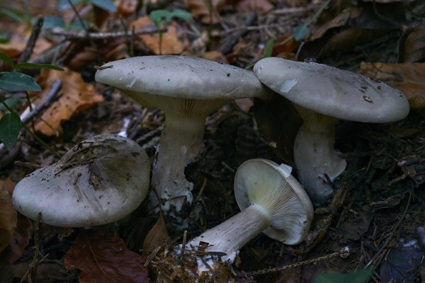 clytocybe-nebularis-copia210393E2-DE82-10F9-9312-CBE7654D472F.jpg