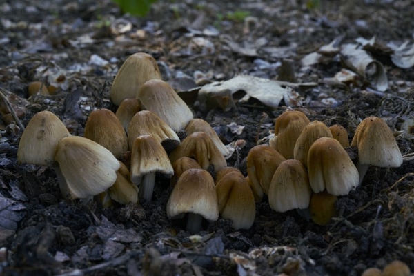 coprinus-2-copiaA42EC673-C156-92B7-64ED-B085C5F29D7A.jpg