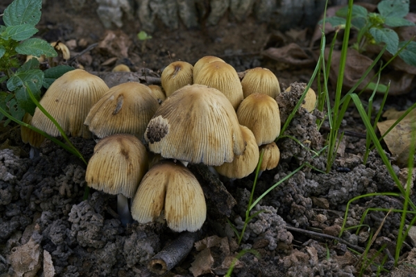 coprinus-copia78BFD6BD-B457-4E31-6924-91CDE0C3FEC3.jpg