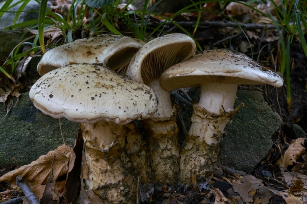 cortinarius1-copia79108712-40AE-9F3C-3E12-F5A26079420C.jpg