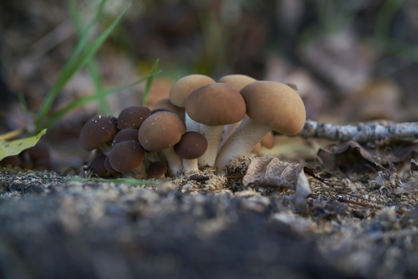 cyclocybe-aegerita-copia8990367B-18B3-C160-FC0B-A6276929BF71.jpg