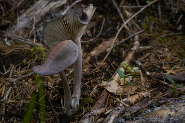 entoloma-2-copia524B0C28-A75A-2E32-8C72-9C13FBC3D59A.jpg