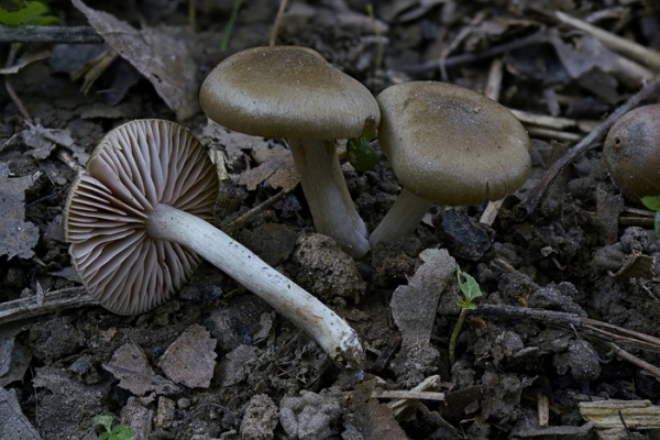 entoloma-copia74F182E7-9405-FA38-BB60-F0BB9F05D47B.jpg