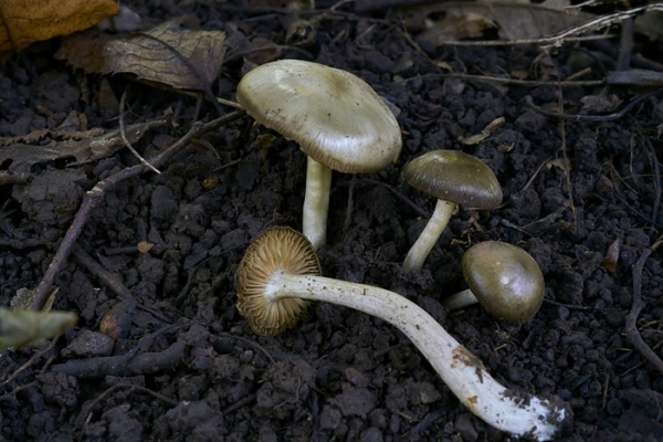 entoloma-copiaBE926E70-7437-34B2-5DA3-DA1D913AF165.jpg