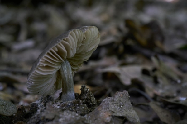 entoloma1-copiaDB16A8DA-3A8F-38E4-0978-44A53752248B.jpg