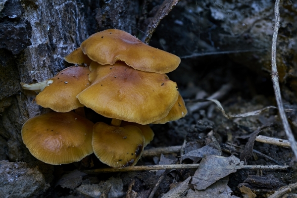 flammulina-copia4827744C-88E3-A897-52EC-AA3997BFAFA2.jpg