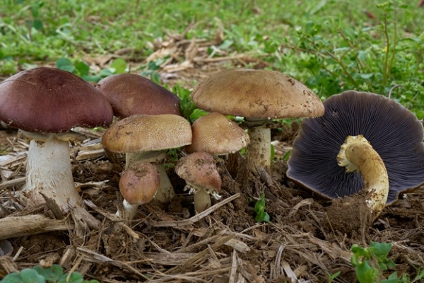 funghi-2-copiaFA90D358-3B02-FE39-129B-73DBAA4B7D0E.jpg