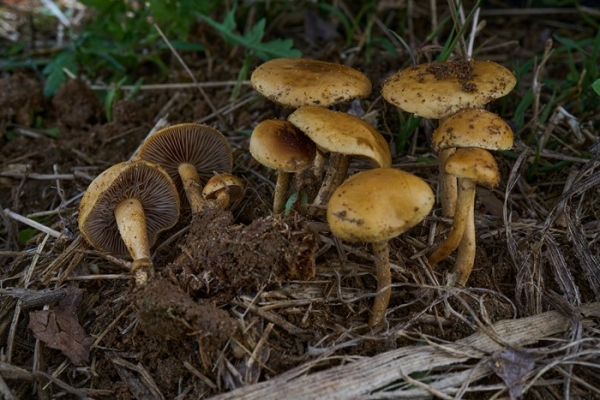 funghi-3-copia51F8B459-2694-EC19-E69E-9BB7DC047DE4.jpg