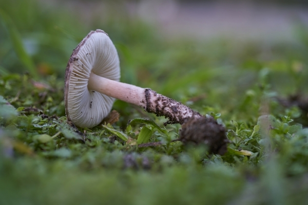 lepiota-brunneoincarnata-copia5583770F-0A15-2130-C290-8B40F4D148DB.jpg